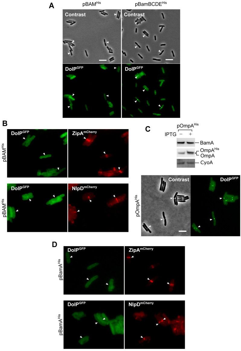 Figure 5—figure supplement 3.