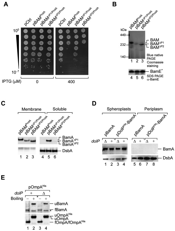 Figure 3—figure supplement 1.