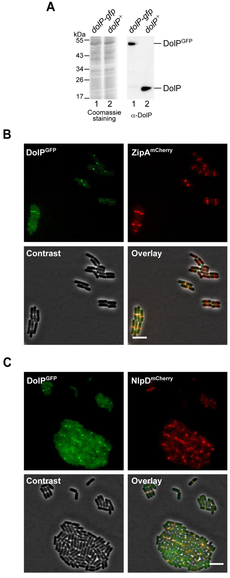 Figure 5—figure supplement 2.