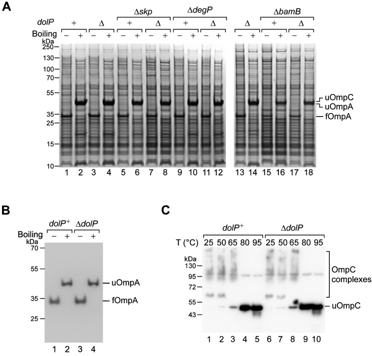 Figure 2—figure supplement 1.