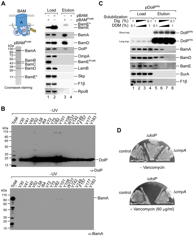 Figure 4—figure supplement 1.