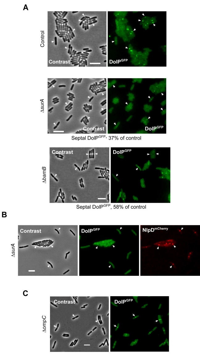 Figure 5—figure supplement 5.