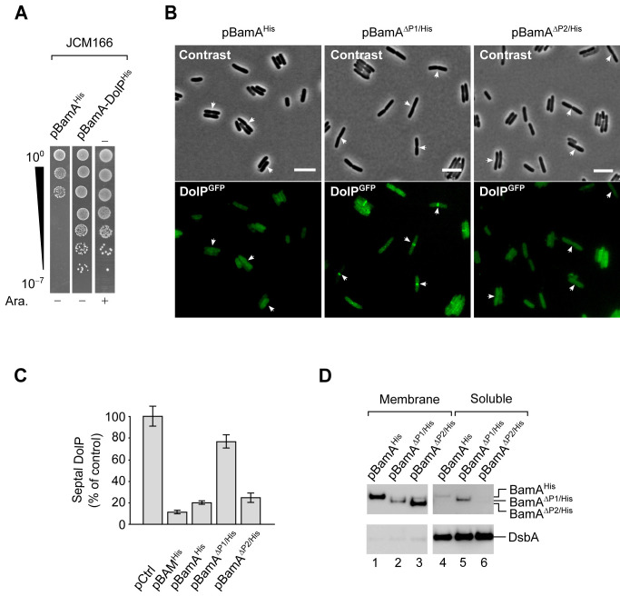 Figure 5—figure supplement 4.