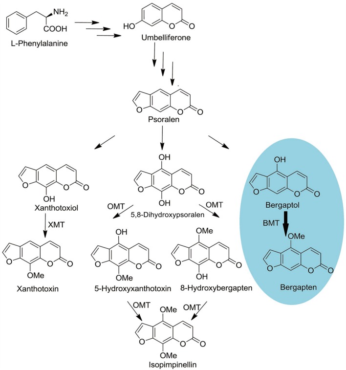 FIGURE 1