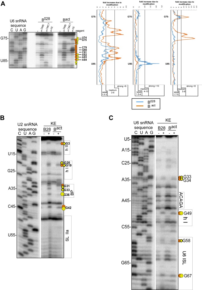 Figure 3—figure supplement 2.