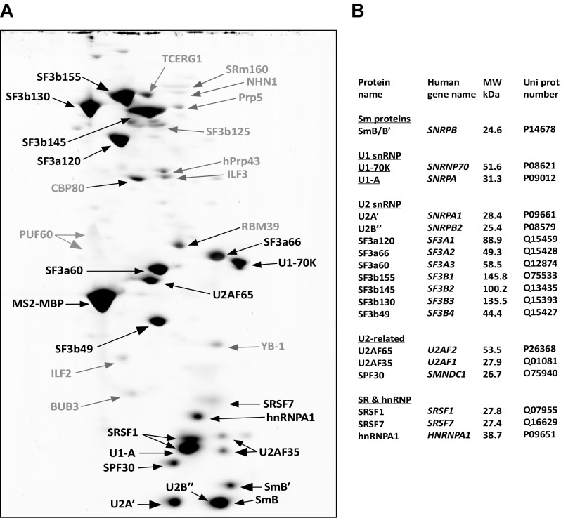 Figure 1—figure supplement 2.