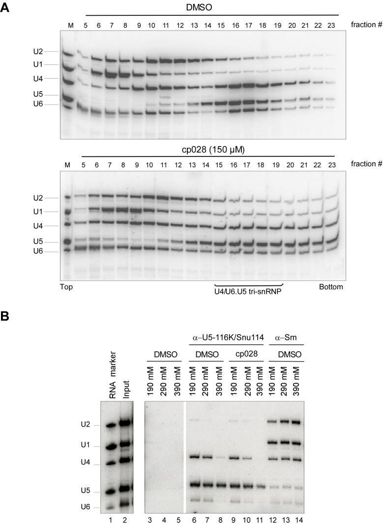 Figure 1—figure supplement 3.