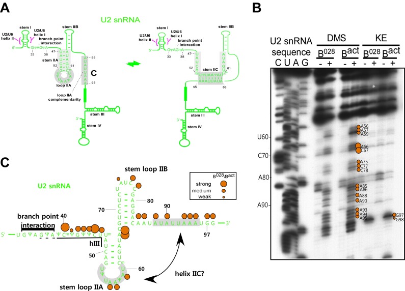 Figure 3—figure supplement 4.