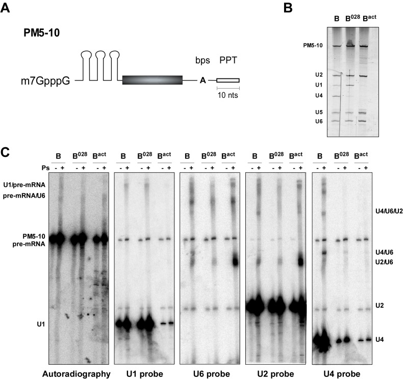 Figure 3—figure supplement 1.