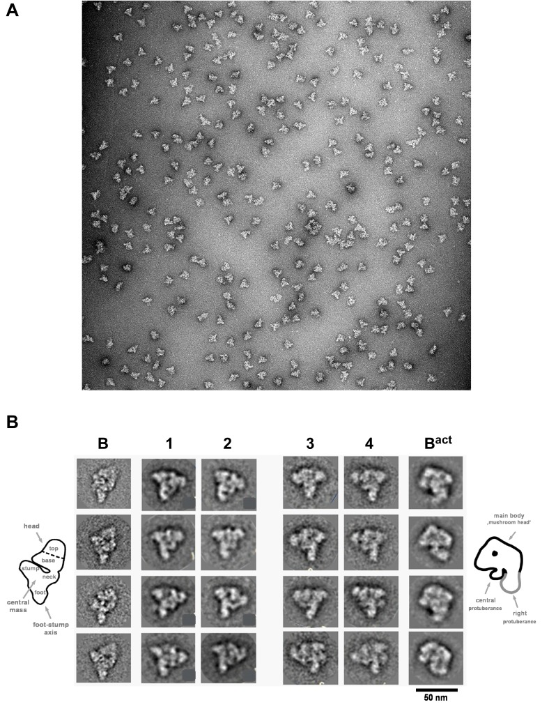 Figure 5.