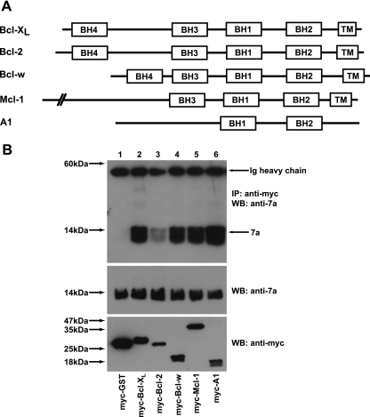 FIG. 8.