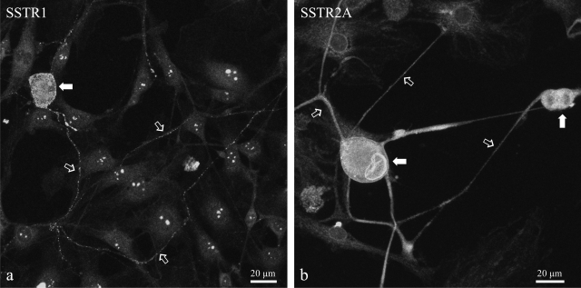 Fig. 10.