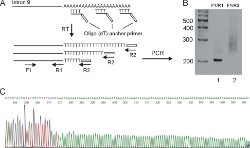 FIGURE 2.