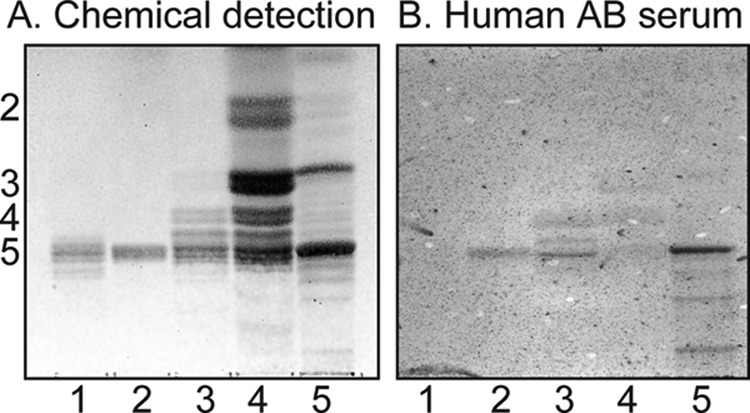 FIGURE 13.