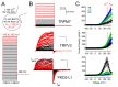 Figure 5—figure supplement 1.