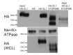 Figure 4—figure supplement 1.