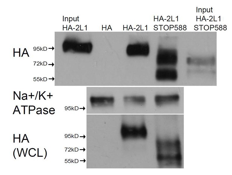 Figure 4—figure supplement 1.