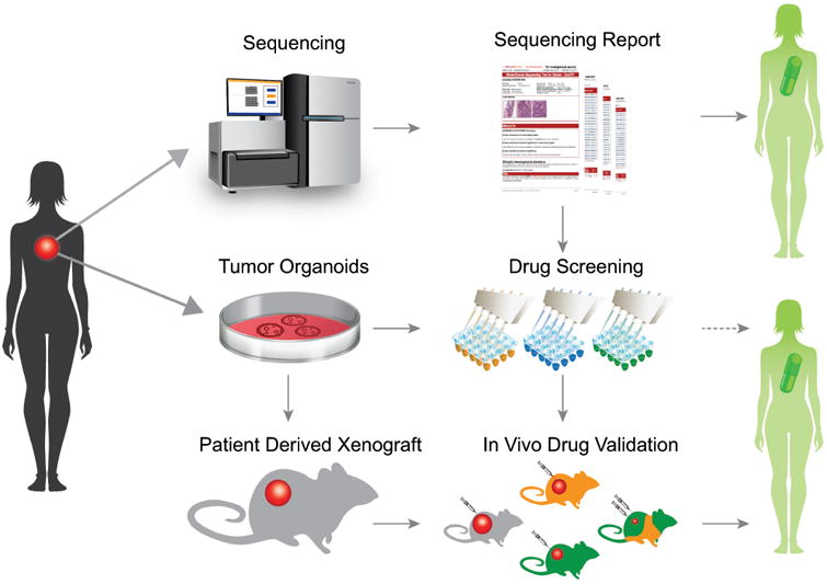 Personalized In Vitro and In Vivo Cancer Models to Guide Precision ...