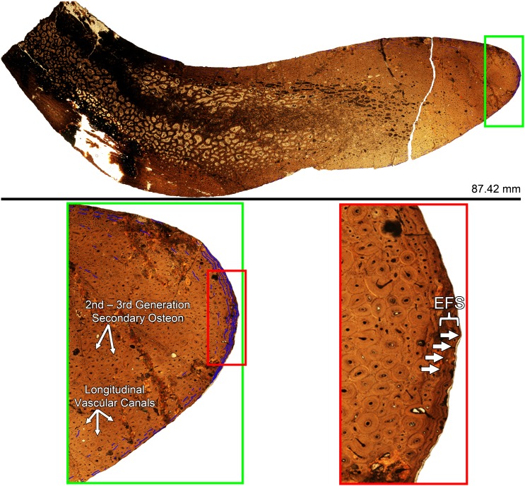 Fig 30