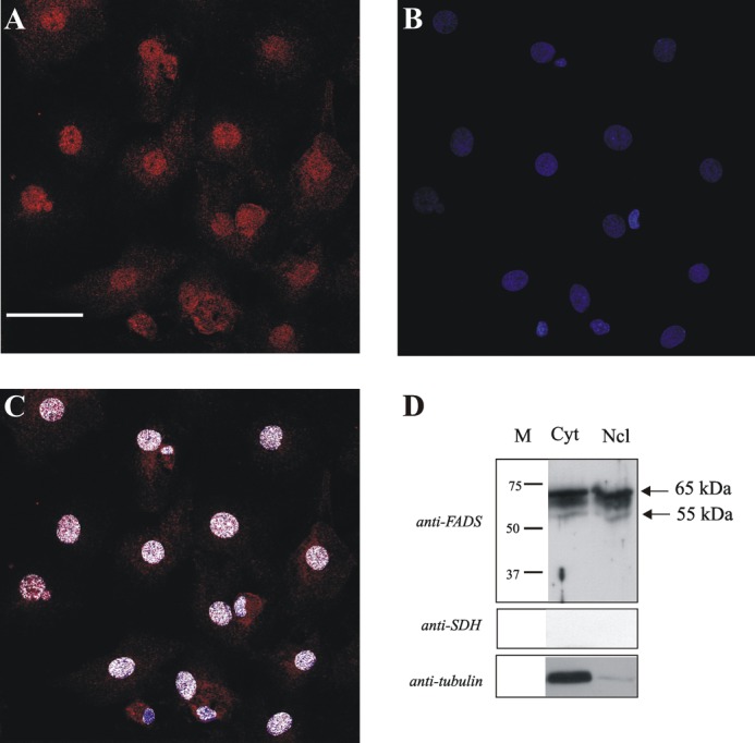 FIGURE 4.