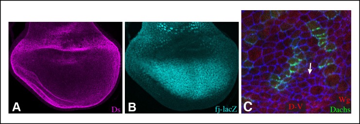 Figure 1—figure supplement 2.