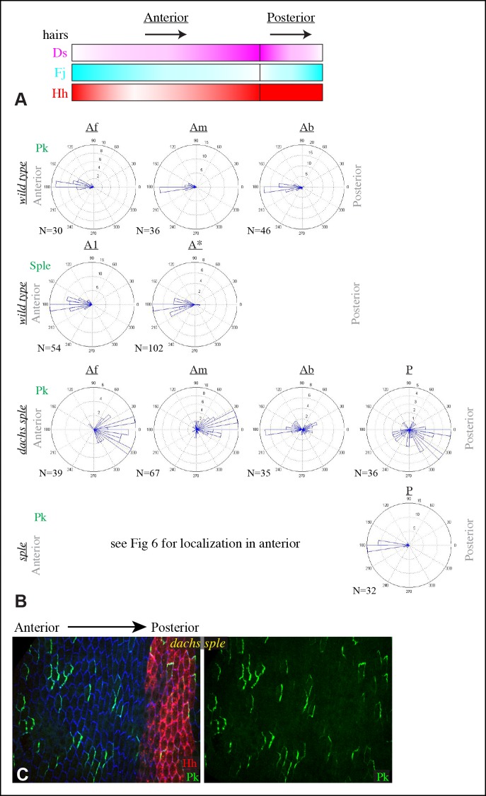 Figure 6—figure supplement 1.