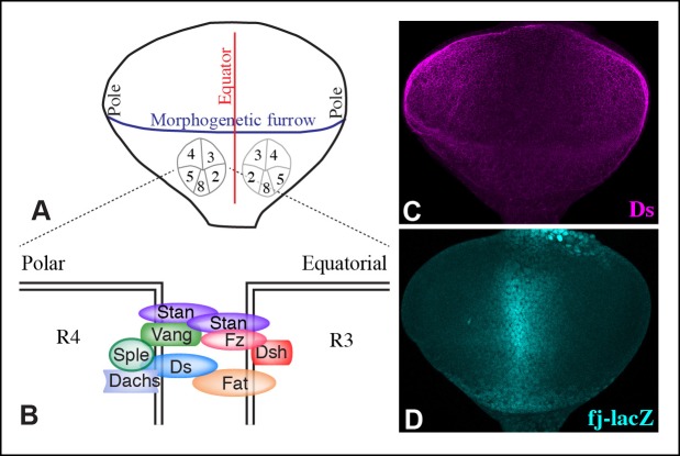 Figure 5—figure supplement 1.