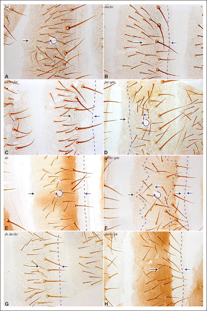 Figure 10.