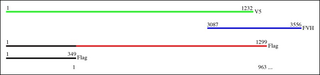 Figure 1—figure supplement 1.