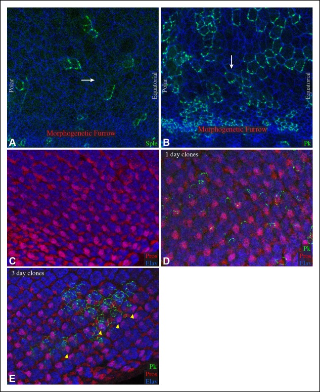 Figure 5—figure supplement 2.