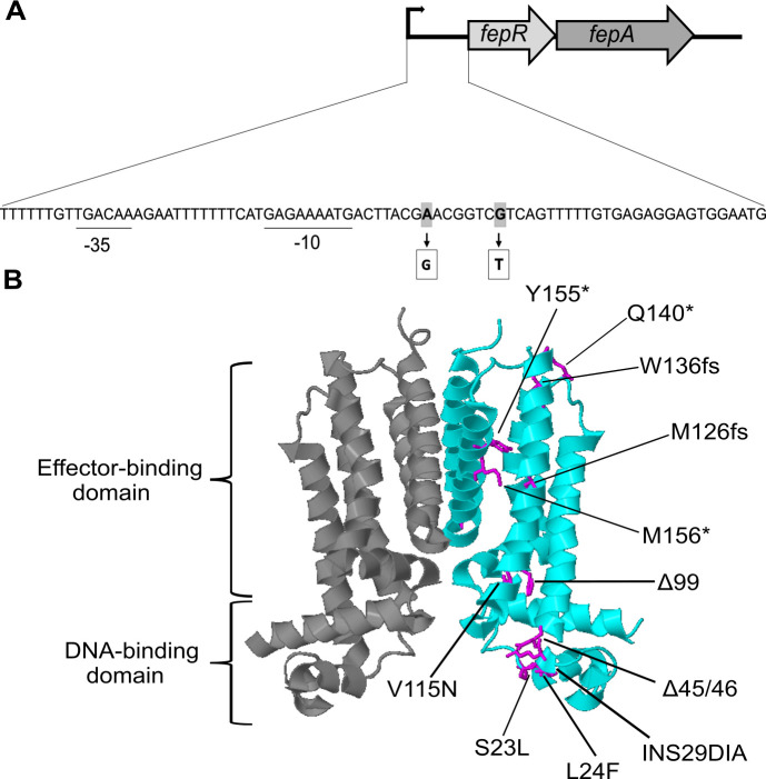 FIG 1