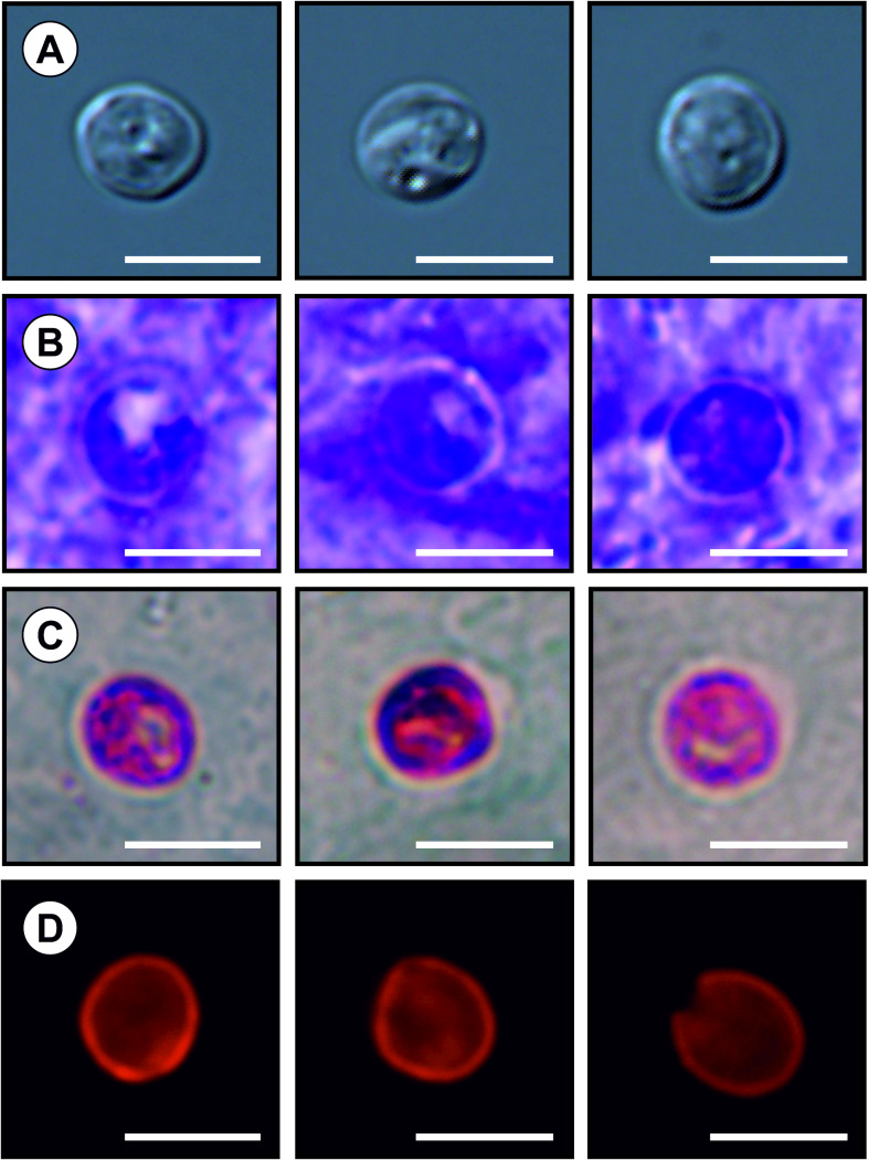 Fig. 7.