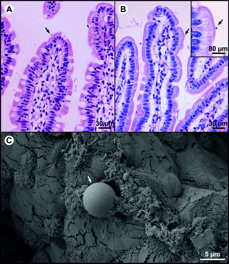 Fig. 6.