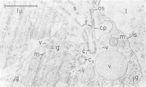 graphic file with name pnas00223-0188-a.jpg