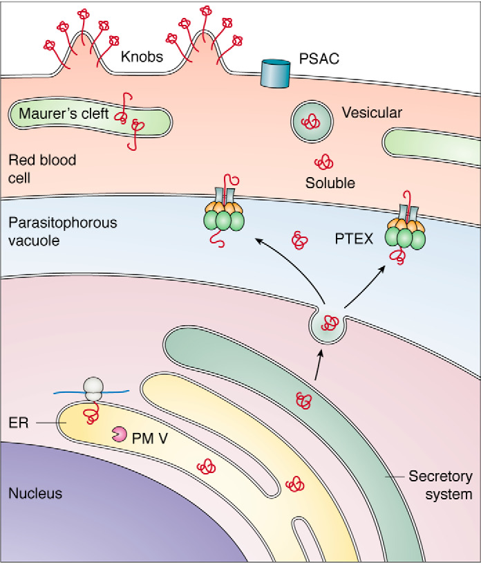 Figure 5.