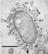 FIG. 8