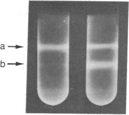 graphic file with name pnas00022-0135-a.jpg