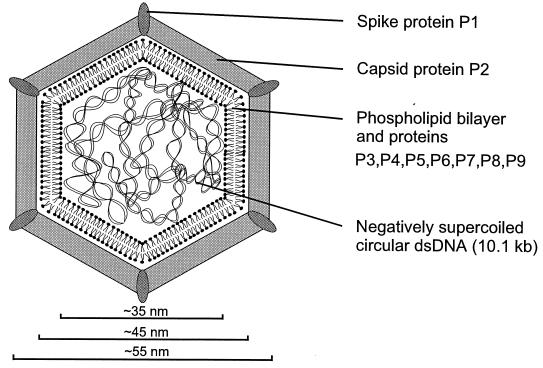 FIG. 7.