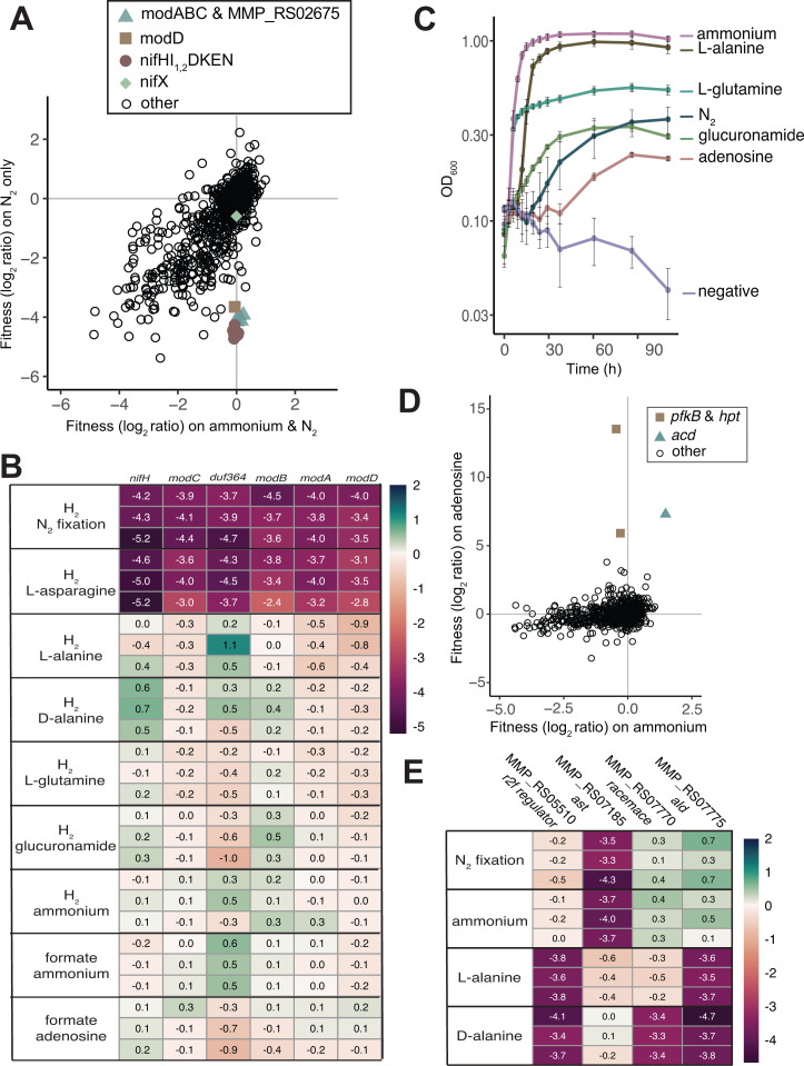 Scatterplot compares fitness ratios under nitrogen conditions. Heatmaps depict the fitness effects of various nitrogen sources. Growth curves depict growthwith different nitrogen sources. Another scatterplot focuses on gene fitness ratios.