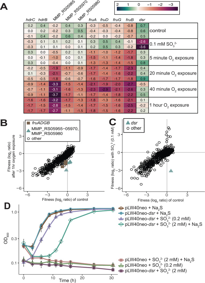 Heatmap depicts fitness effects of oxidative stress on genes. Scatterplots compare fitness ratios under stress conditions. Growth curves depict growth under sulfite stress.