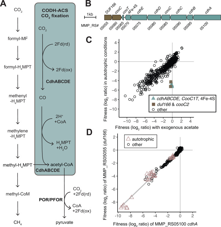 Diagram of a metabolic pathway depicts carbon fixation via Wood-Ljungdahl and key enzymes. Genetic map indicates loci involved. Scatterplot compares fitness data under different conditions Scatter plot D compares fitness data of two genes.