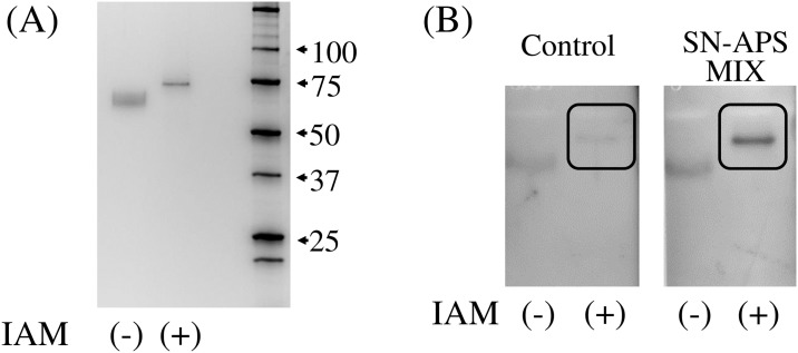 Fig 3