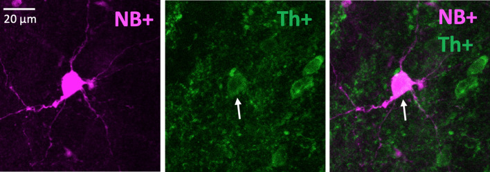 Figure 5—figure supplement 2.