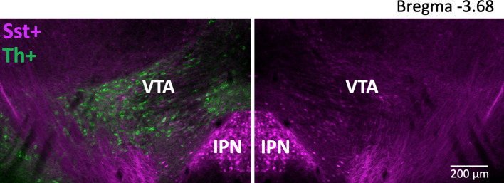 Figure 1—figure supplement 1.