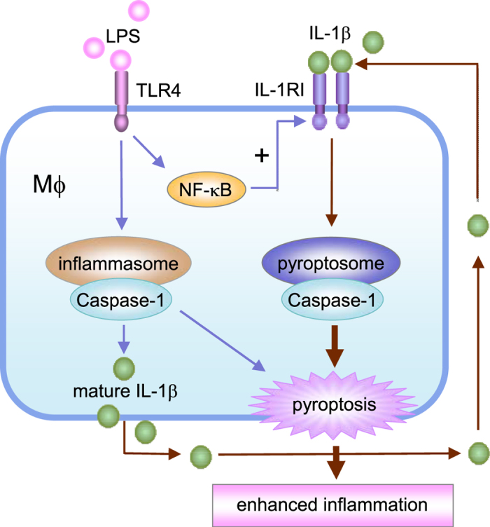 Figure 6