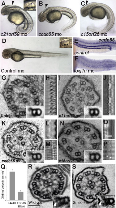 Figure 1