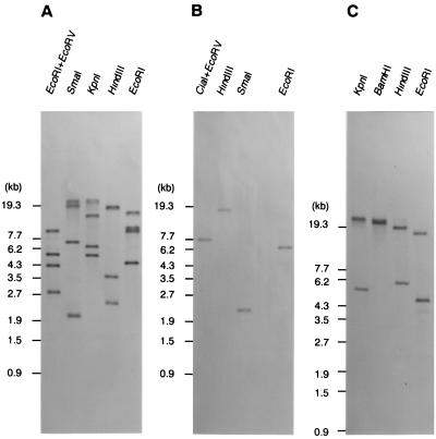 FIG. 7