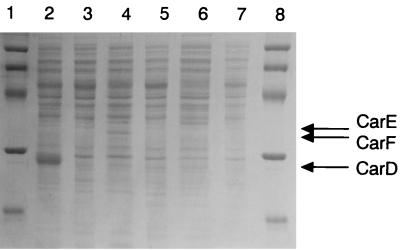 FIG. 8