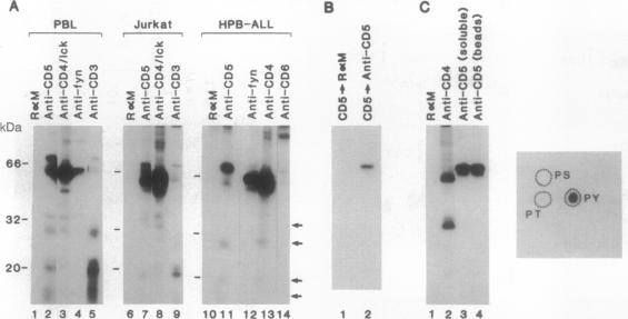 graphic file with name pnas01093-0465-a.jpg