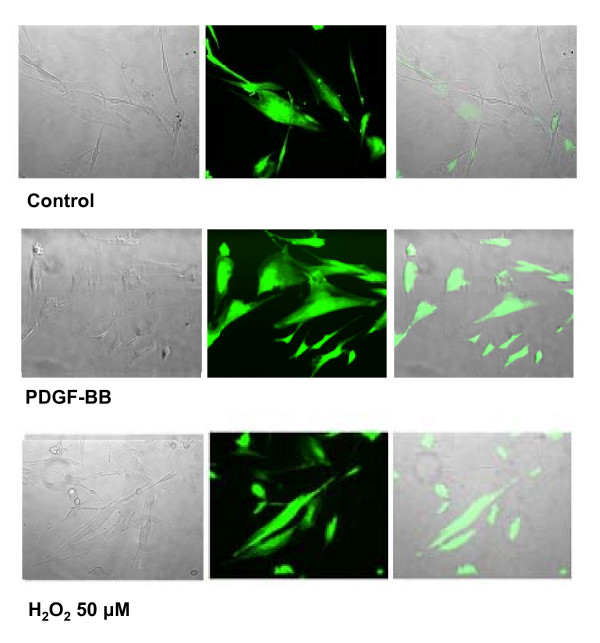 Figure 28